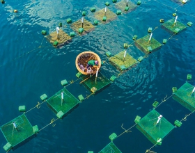 Ảnh hưởng của thời tiết đến sản lượng và giá hải sản tại thị trường Việt Nam