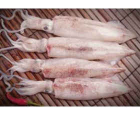 Mực tươi trong ngày