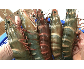 Tôm sú loại 20 con